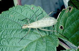 oecanthus_nigricornis_7e021